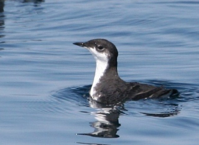 Xantus' Murrelet